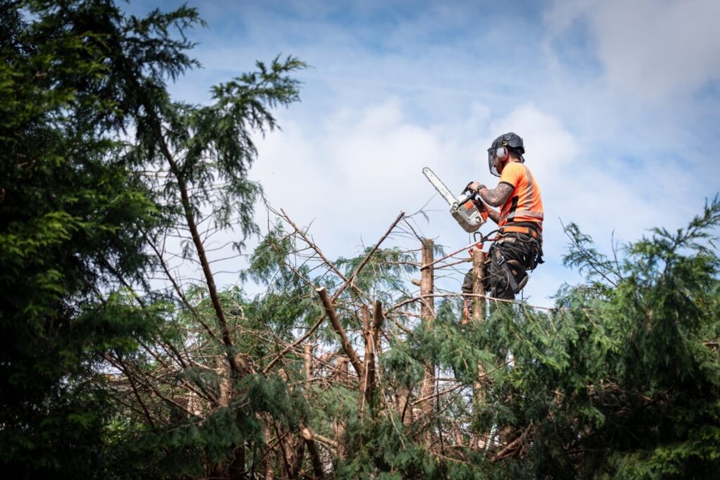 Logger up a tree